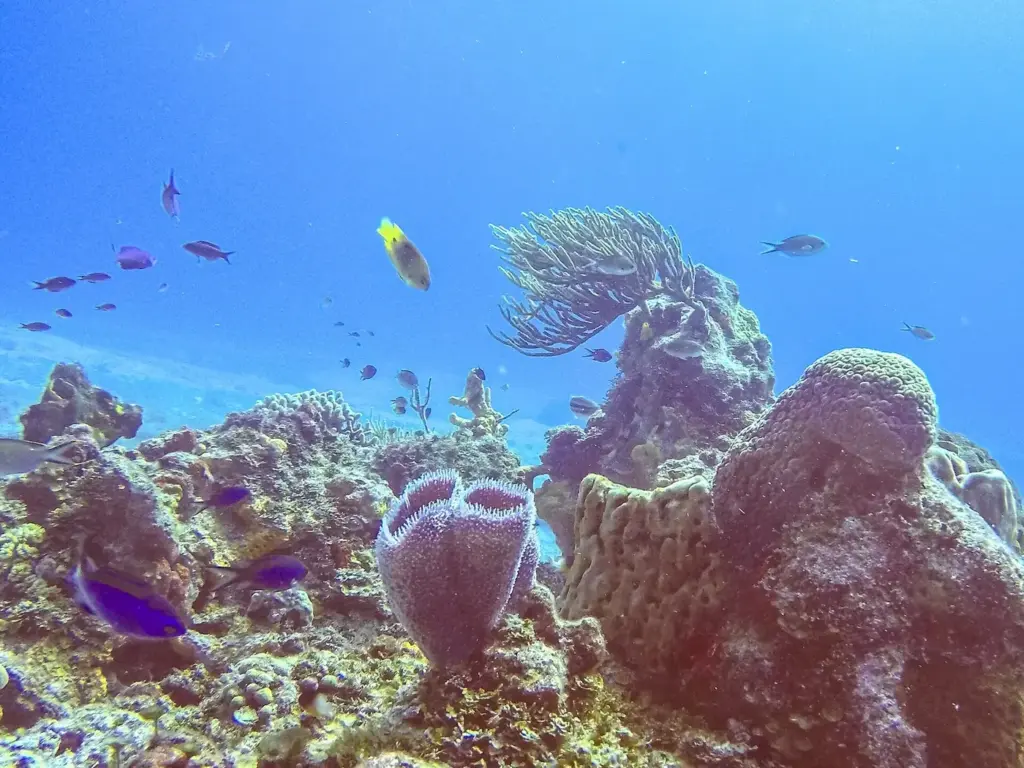 Barrel sponge, soft corals and reef fish on a coral reef in Arrecifes de Cozumel National Park, Mexico