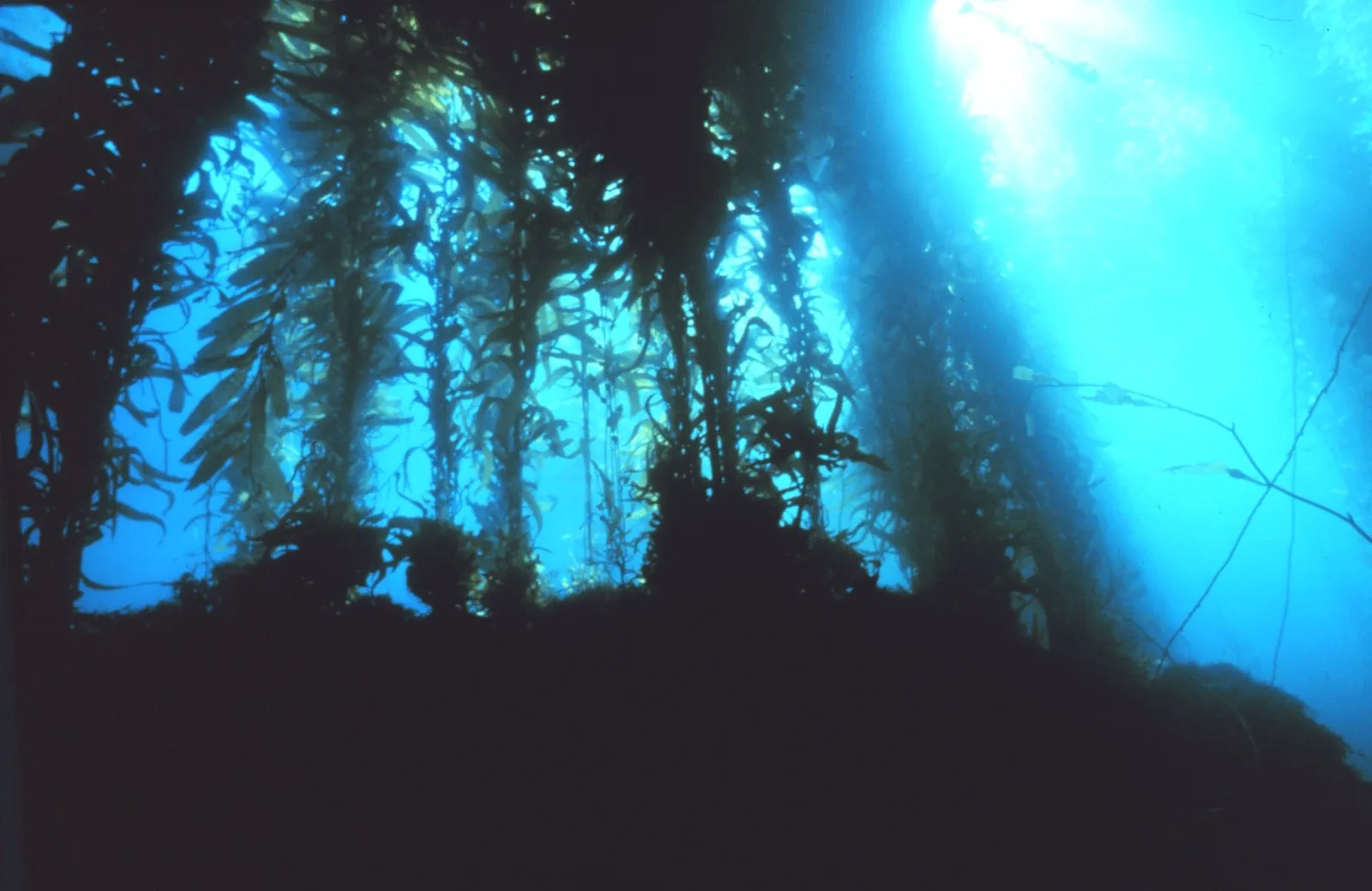 The Best Scuba Diving in the US: Where to Dive in Every Region, From Kelp to Coral to Great Lakes Wrecks