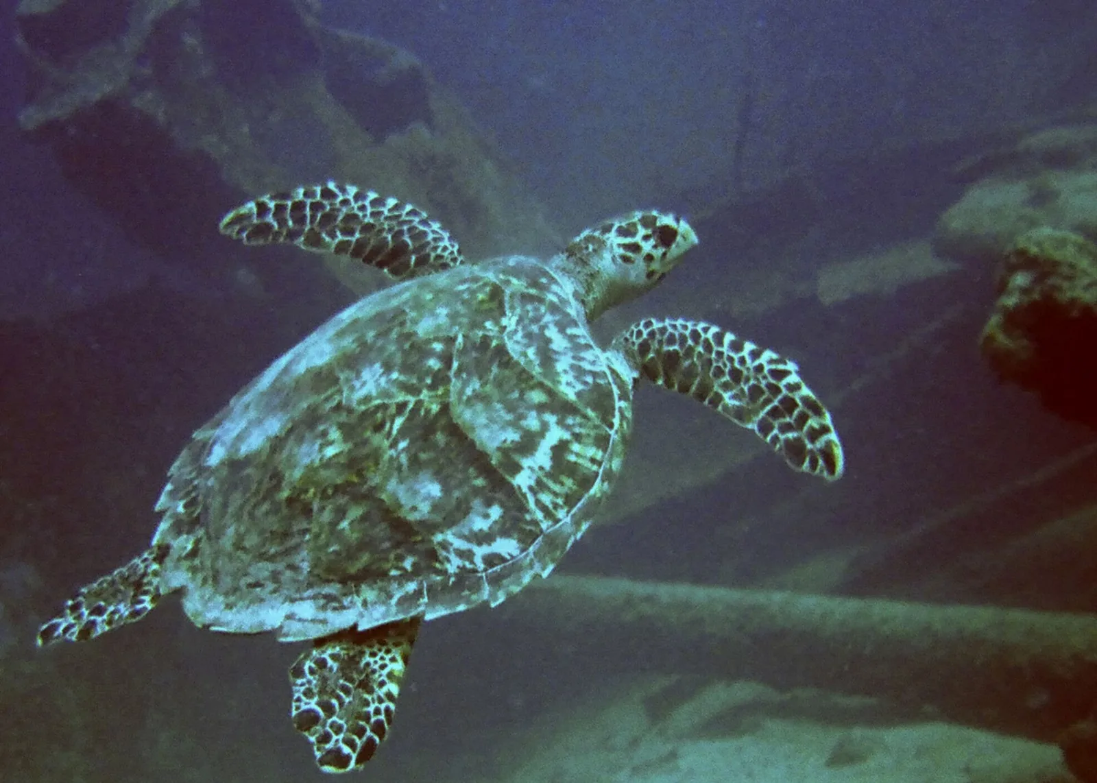 Best Scuba Diving in the Caribbean: An Island-by-Island Guide for US Divers