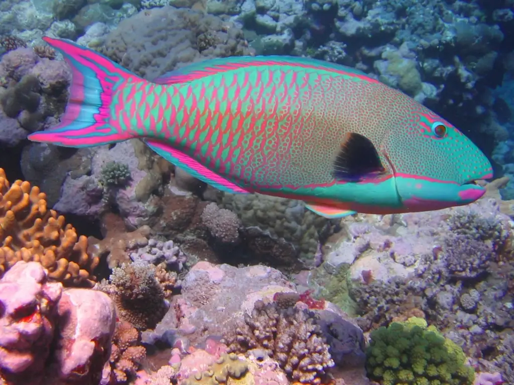 Bicolor parrotfish with green, pink and blue scales swimming over coral at Osprey Reef