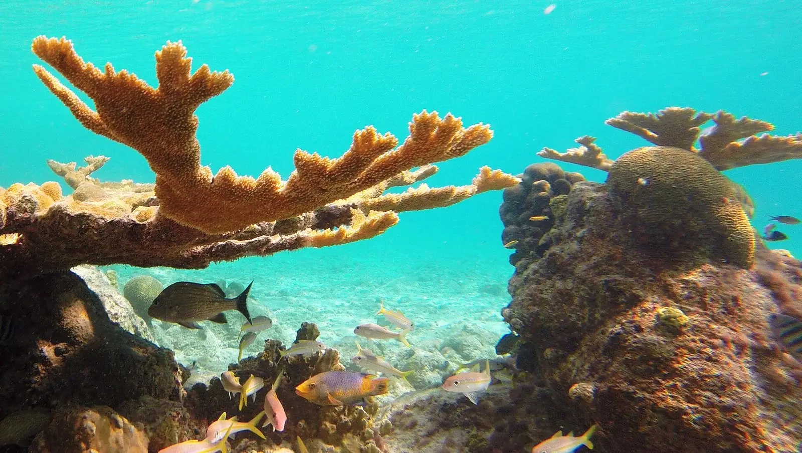 Bonaire Diving: The Complete Guide to the Caribbean’s Shore Diving Capital