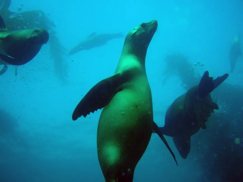 California sea lions swimming playfully in a kelp forest off San Miguel Island in the Channel Islands