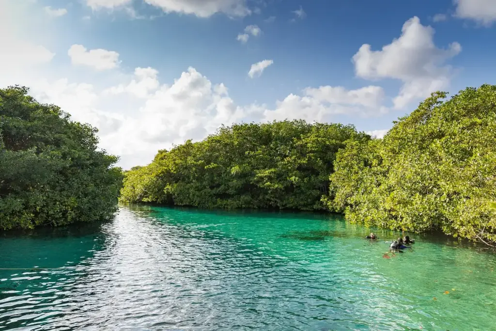Divers at the surface of Casa Cenote, an open, mangrove-fringed cenote near Tulum