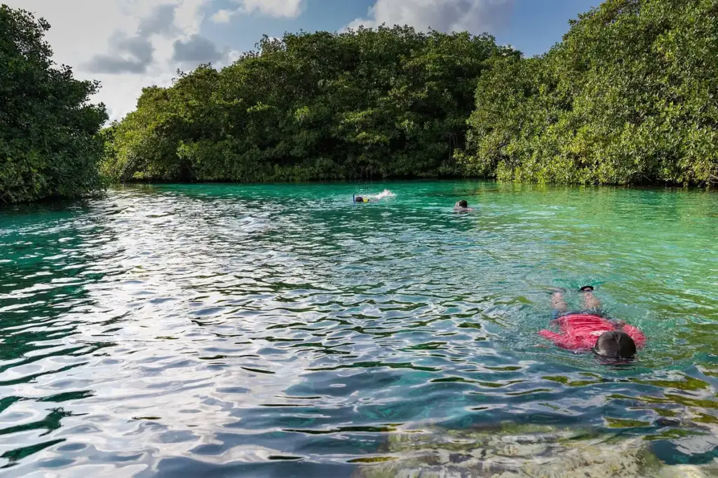 Snorkelers floating on the clear turquoise water of Casa Cenote, with mangroves along the edge
