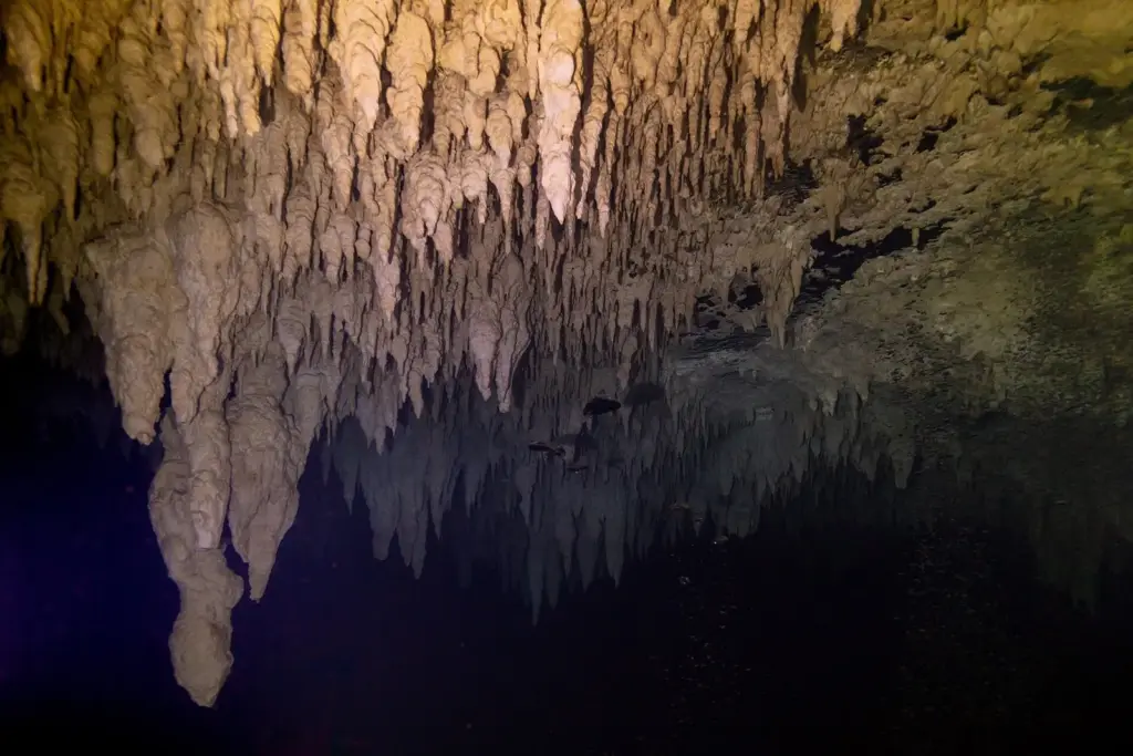 Dense stalactites hanging from the ceiling of a flooded chamber at Cenote El Pit