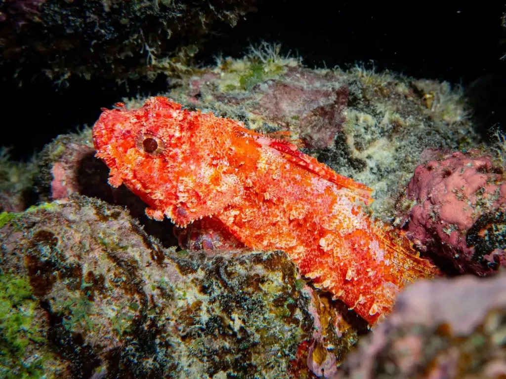Red decoy scorpionfish resting on algae-covered lava rock at night