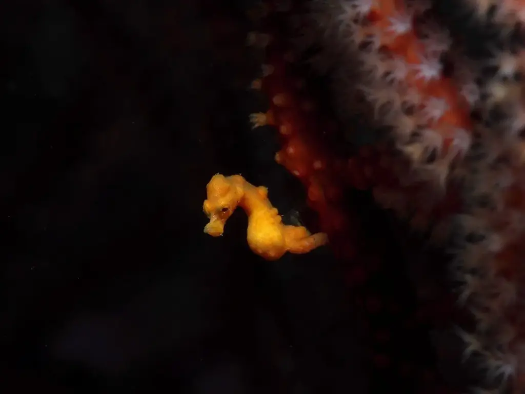 Tiny orange Denise's pygmy seahorse clinging to a red sea fan against a black background