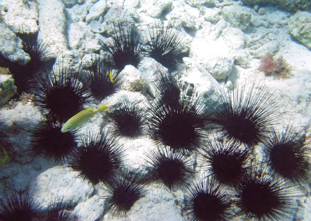 Cluster of long-spined black Diadema sea urchins with a small yellow fish on a reef in Grand Cayman