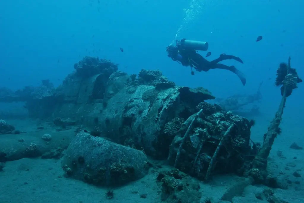 Scuba diver swimming over the coral-crusted wreck of a World War II Curtiss Helldiver aircraft in Hawaii