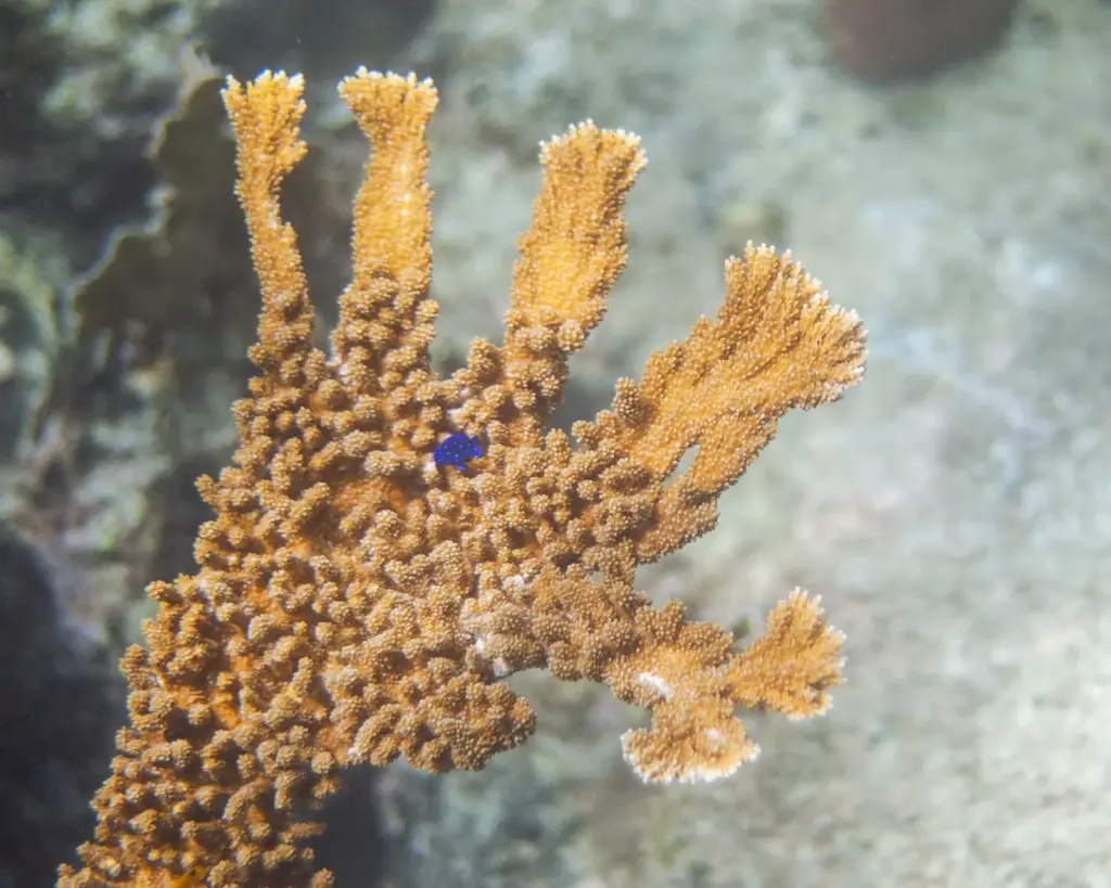 Branch of elkhorn coral with a small blue damselfish on a reef in Curaçao