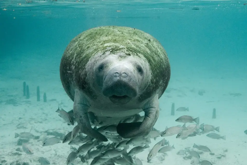 West Indian manatee facing the camera in clear, shallow spring water with small fish around it