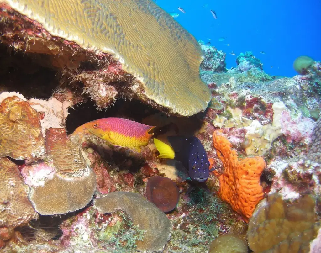 Brain and plate corals with orange sponges and reef fish at the Flower Garden Banks in the Gulf of Mexico