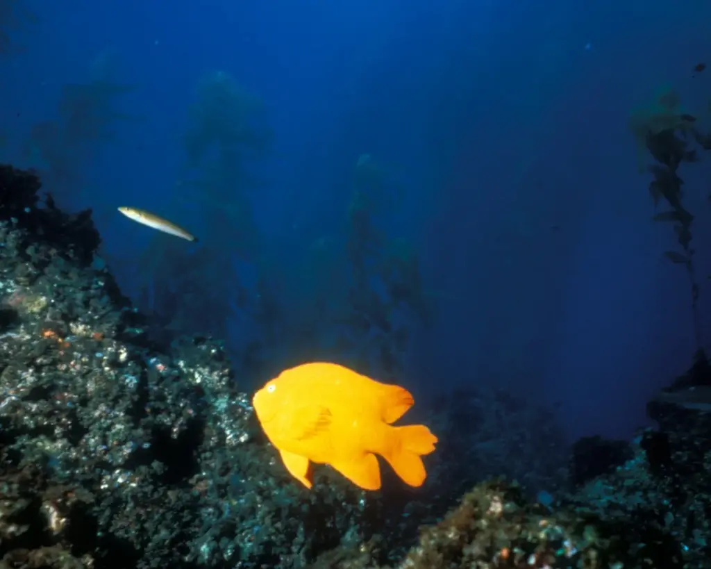 Bright orange garibaldi swimming over rocky reef in a kelp forest at Channel Islands National Park