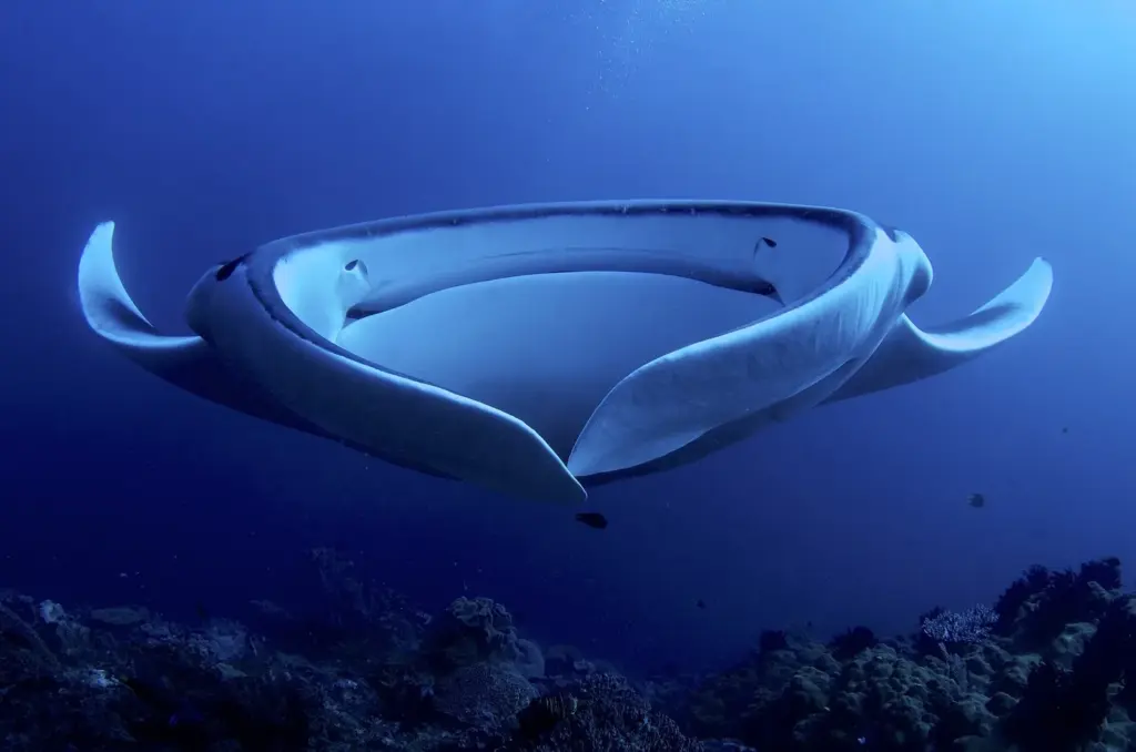 Giant manta ray seen head-on with its mouth open, filter feeding in blue water above a reef