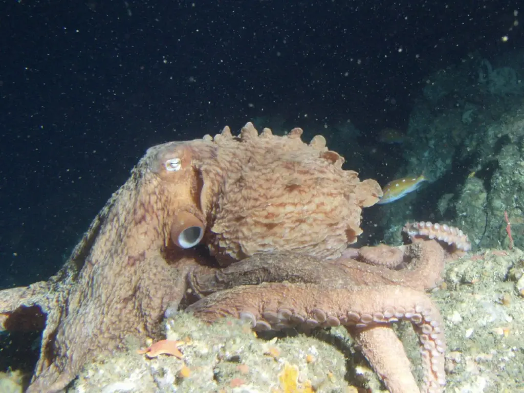 Giant Pacific octopus resting on the rocky seafloor in deep water off Point Pinos, California