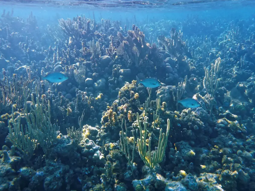 Coral heads, sea fans and blue reef fish in shallow water at Glover's Reef atoll, Belize