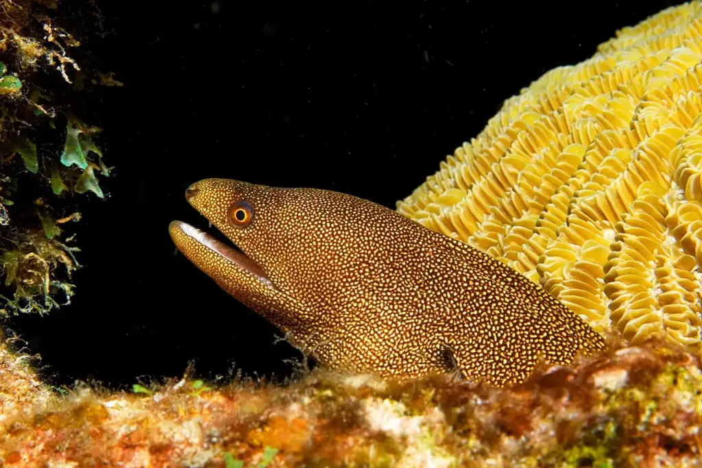 Goldentail moray eel peering out from beside yellow coral on a Bonaire reef