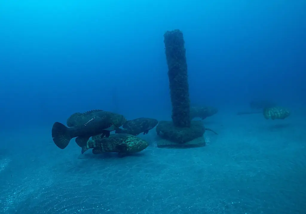 Several goliath groupers gathered around a concrete piling on the sand at Warriors Reef off Jupiter, Florida