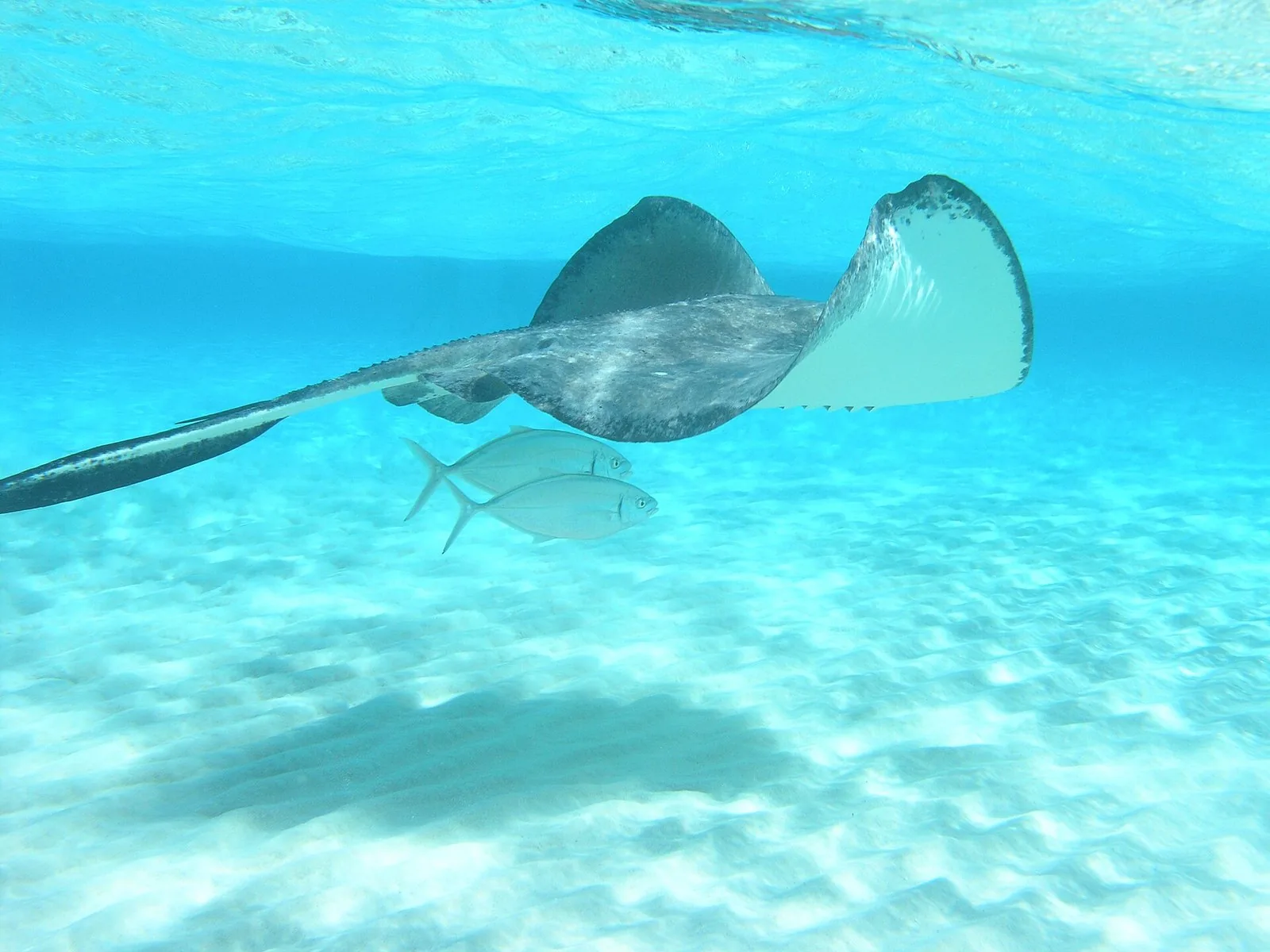 Grand Cayman Scuba Diving: The Complete Cayman Islands Dive Guide (Plus Little Cayman and Cayman Brac)