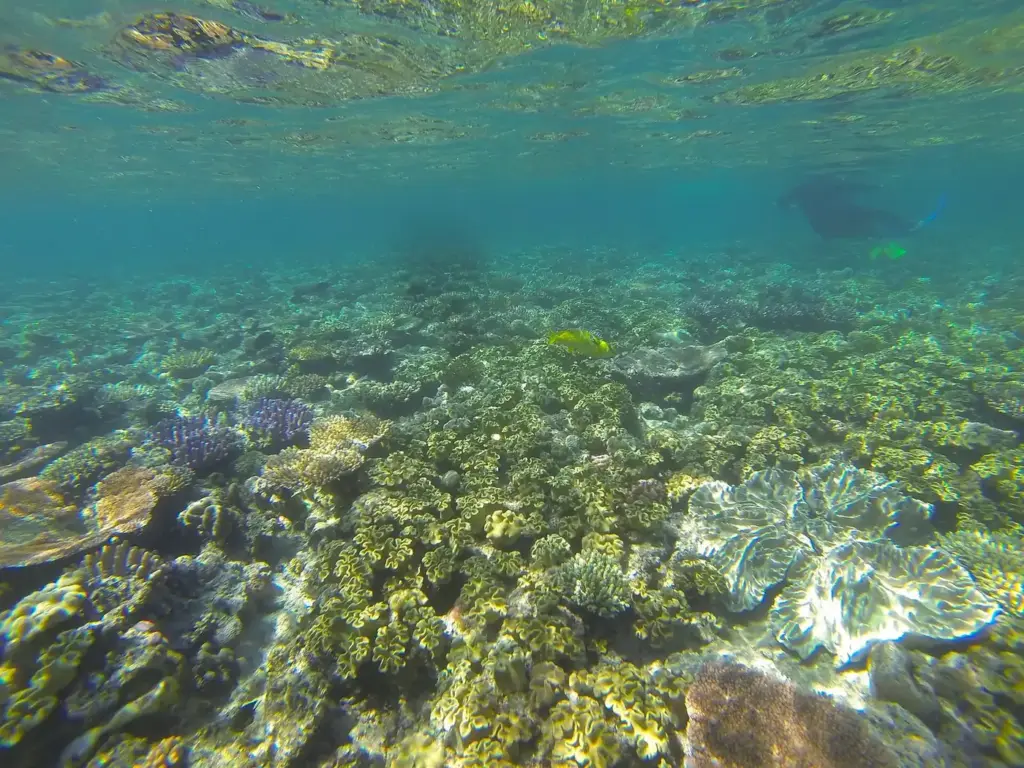 Snorkeler swimming above shallow hard corals on the Great Barrier Reef
