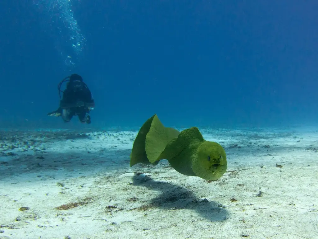 Green moray eel swimming over white sand while a scuba diver hovers behind it in Cozumel