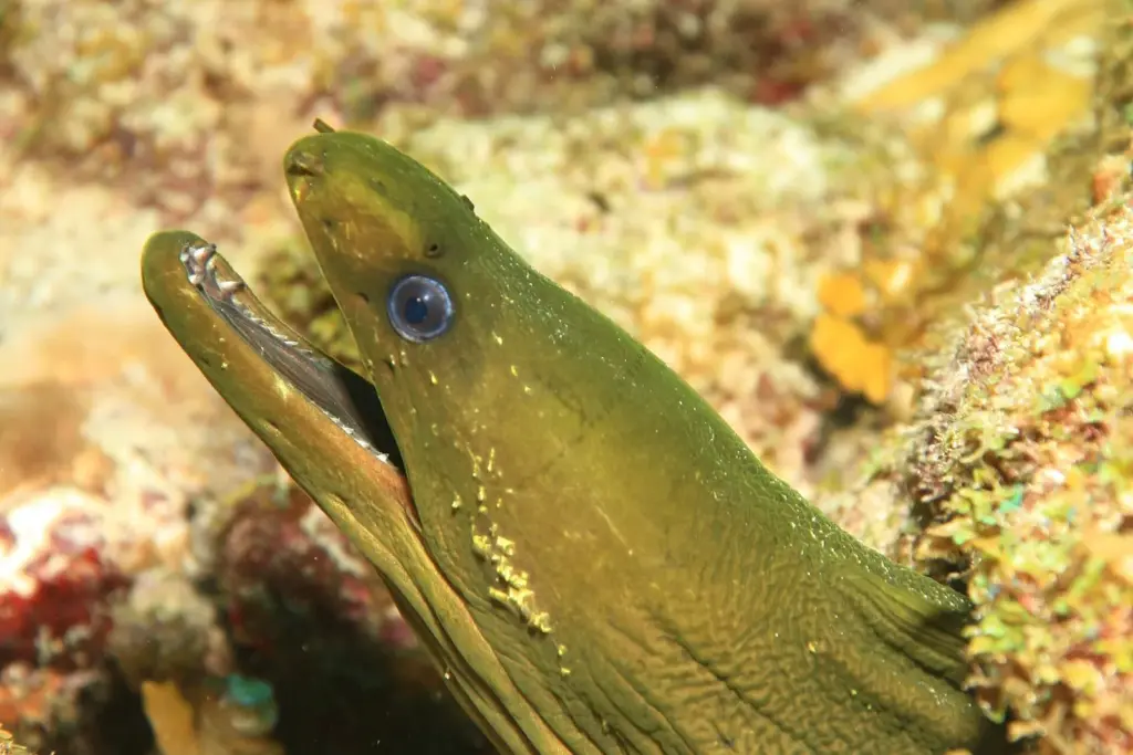Green moray eel with its mouth open peering from a sponge-covered reef in Curaçao