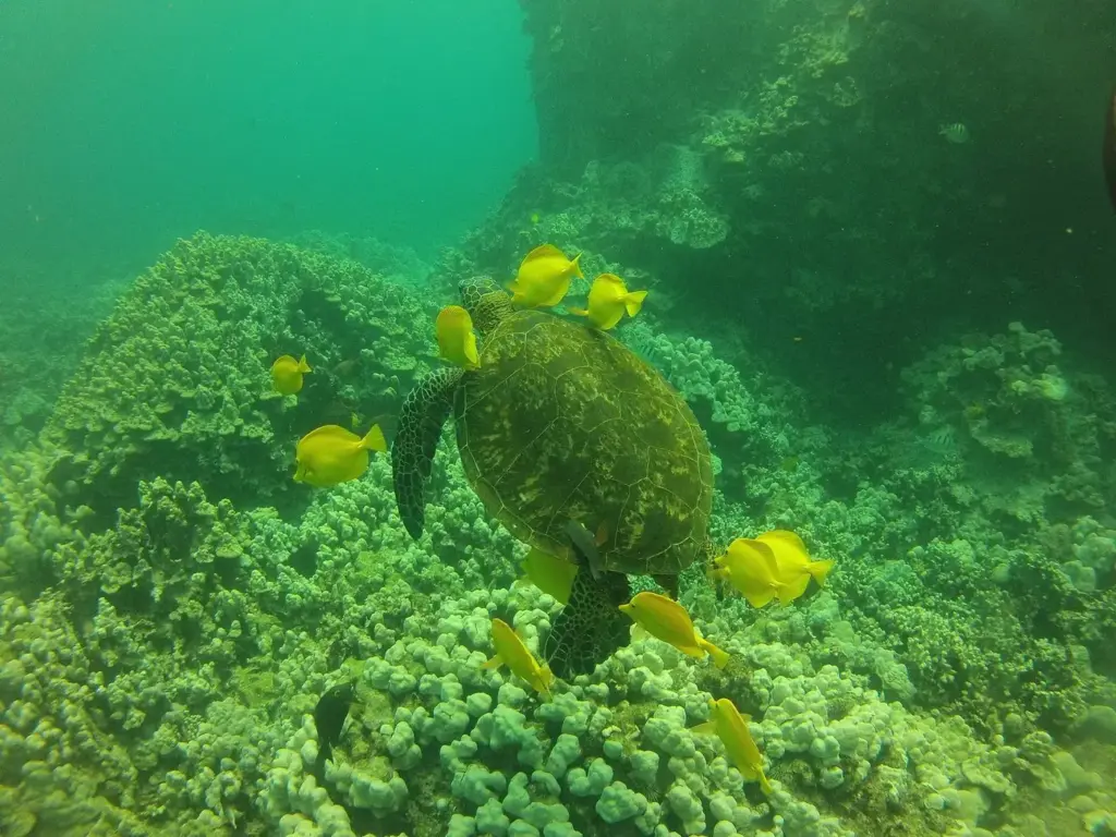 Green sea turtle at a cleaning station on a Hawaiian reef while yellow tangs graze algae from its shell