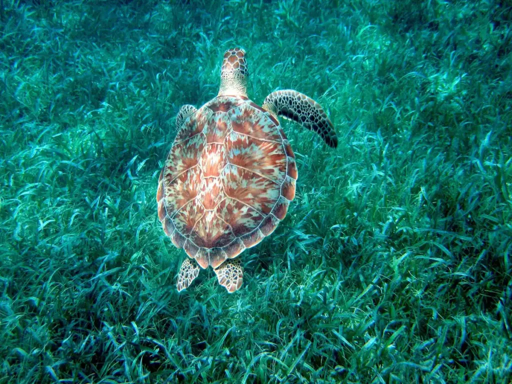 Green sea turtle swimming over seagrass in Hol Chan Marine Reserve, Belize