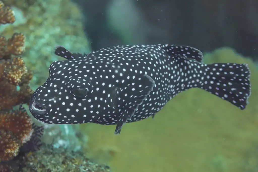 Black guineafowl puffer with white spots swimming past corals at Cabo Pulmo, Baja California Sur