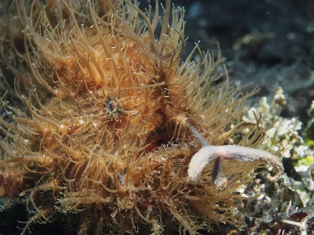 Hairy frogfish covered in fine filaments sitting on the sandy bottom in Lembeh Strait, Indonesia