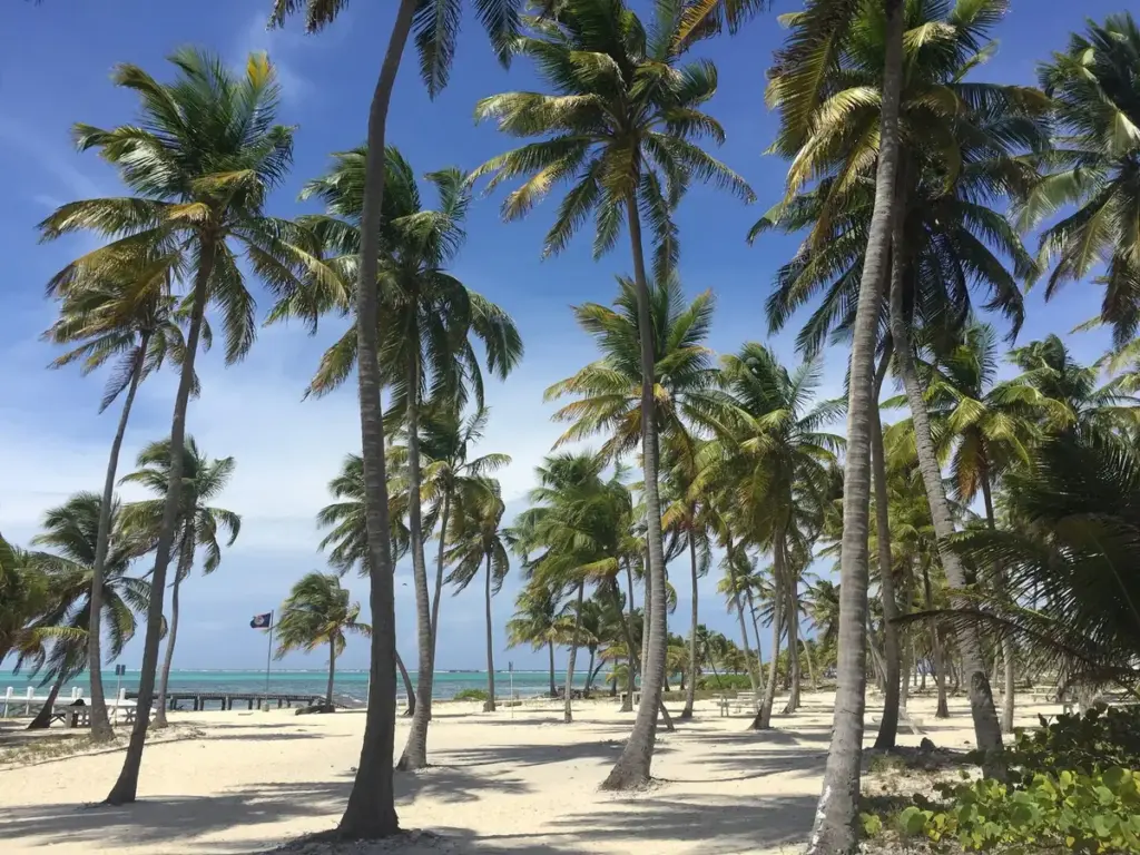 Palm trees and white sand on Half Moon Caye in Lighthouse Reef atoll, Belize