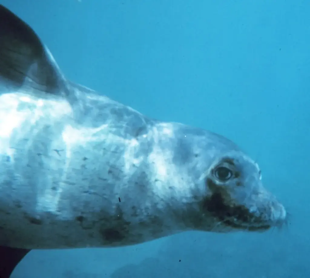 Hawaiian monk seal swimming close to the camera in clear blue water