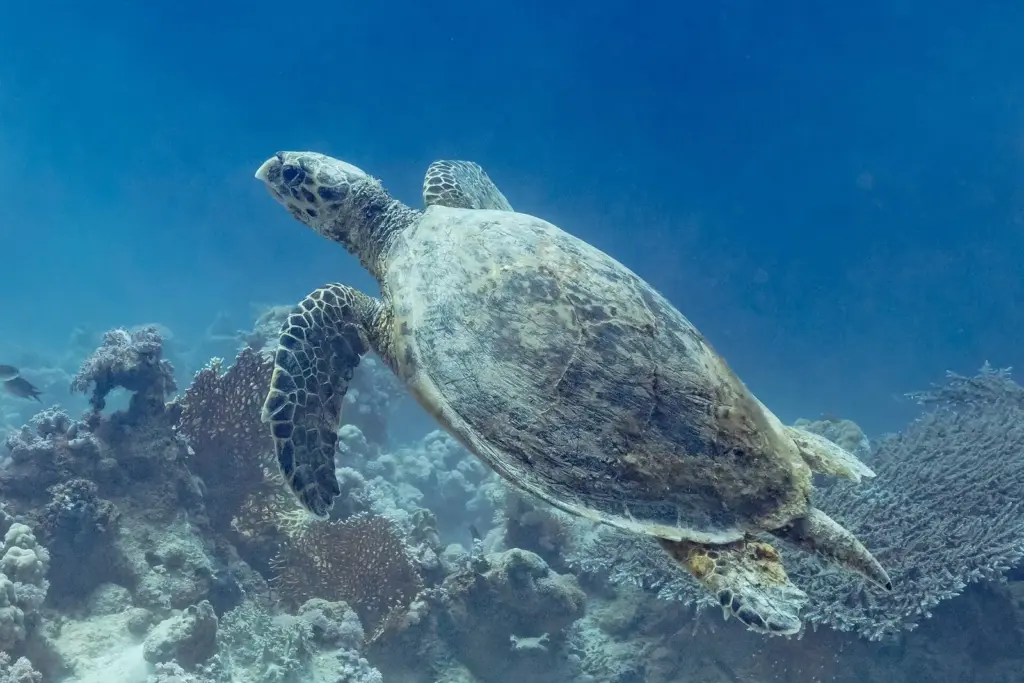 Hawksbill sea turtle swimming over a coral reef in Ras Muhammad National Park, Egypt