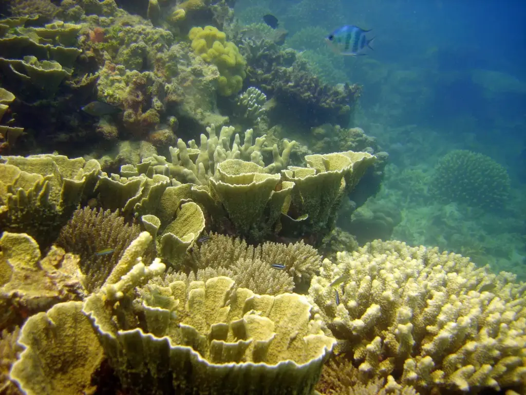 Plate and branching hard corals with small reef fish at Heron Island