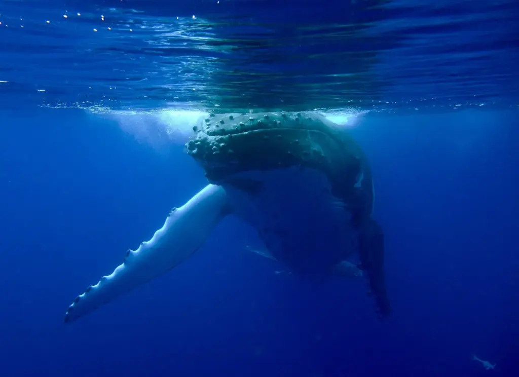 Humpback whale with long white pectoral fins swimming just below the surface in deep blue water