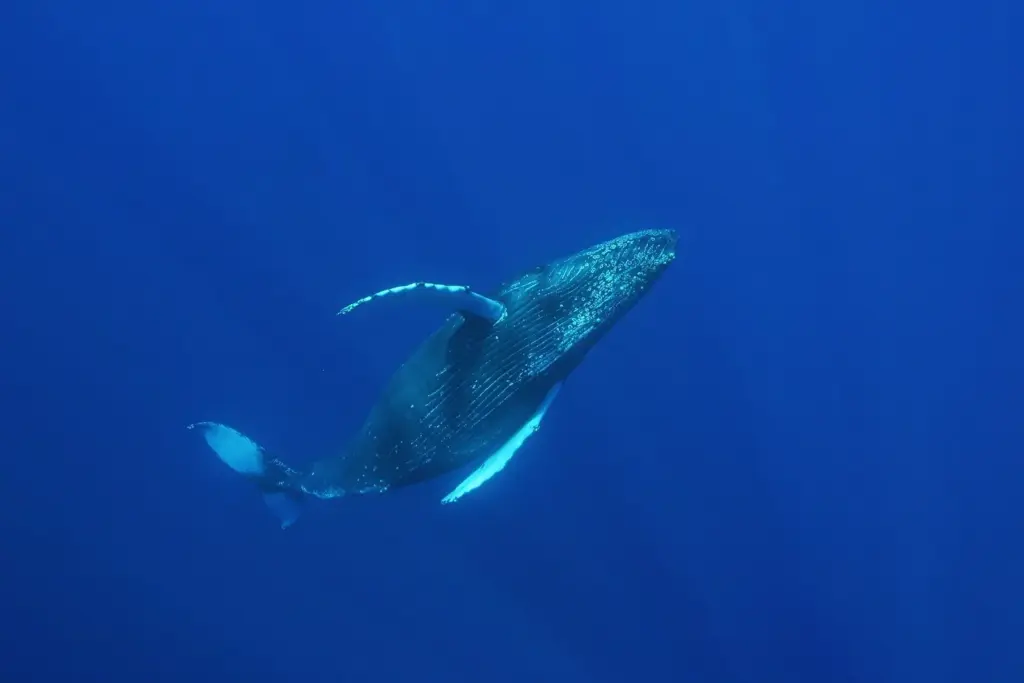 Humpback whale swimming through deep blue water in the Hawaiian Islands Humpback Whale National Marine Sanctuary