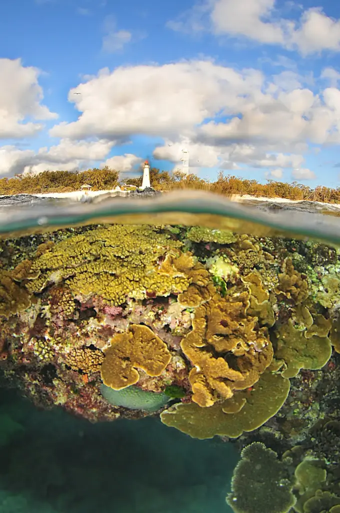 Split-level view of Lady Elliot Island's lighthouse above a coral-covered reef