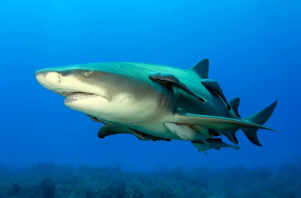 Lemon shark with remoras attached swimming over a reef in the Bahamas