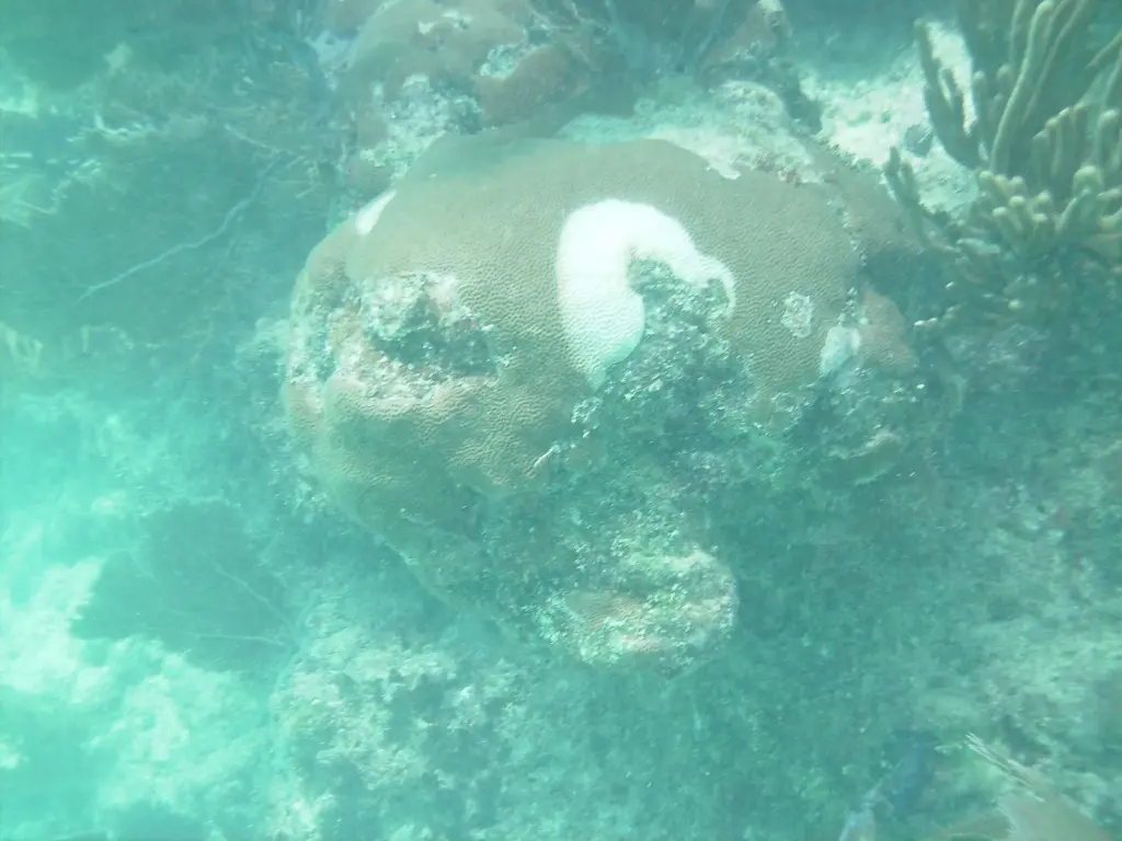 Brain coral with a large bleached white patch on the reef at Looe Key