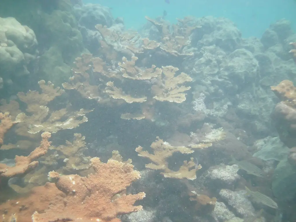 Stand of branching elkhorn coral on the reef at Looe Key in the Lower Keys