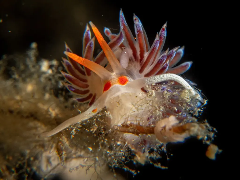 Nudibranch with orange-tipped cerata and white rhinophores photographed close up against a dark background