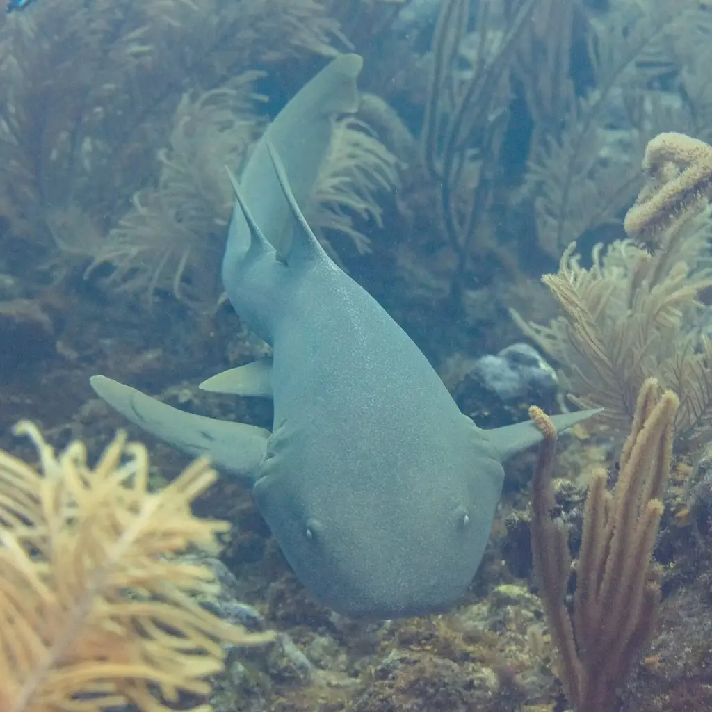 Nurse shark resting among sea fans and soft corals on the reef near San Pedro, Belize
