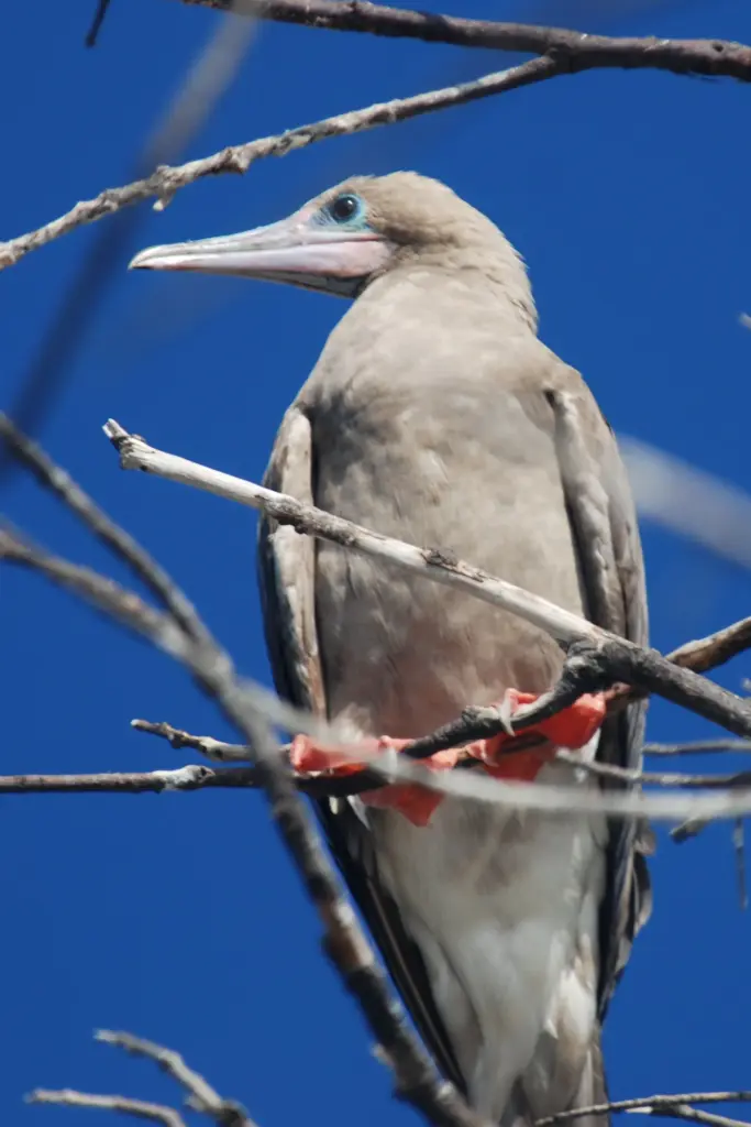 Red-footed booby perched in a bare tree against a blue sky on Little Cayman