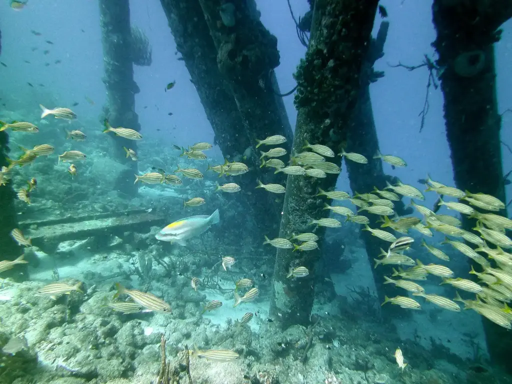 Schools of striped grunts swimming among the barnacle-covered pylons of the Salt Pier in Bonaire