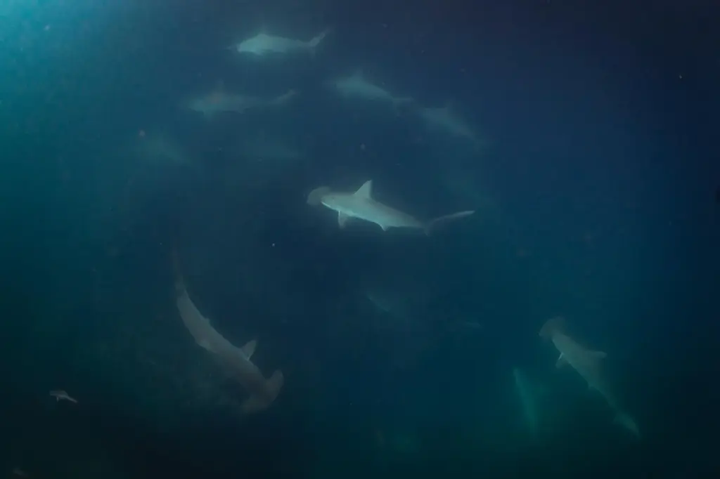 School of scalloped hammerhead sharks swimming in green-blue water in the Galapagos