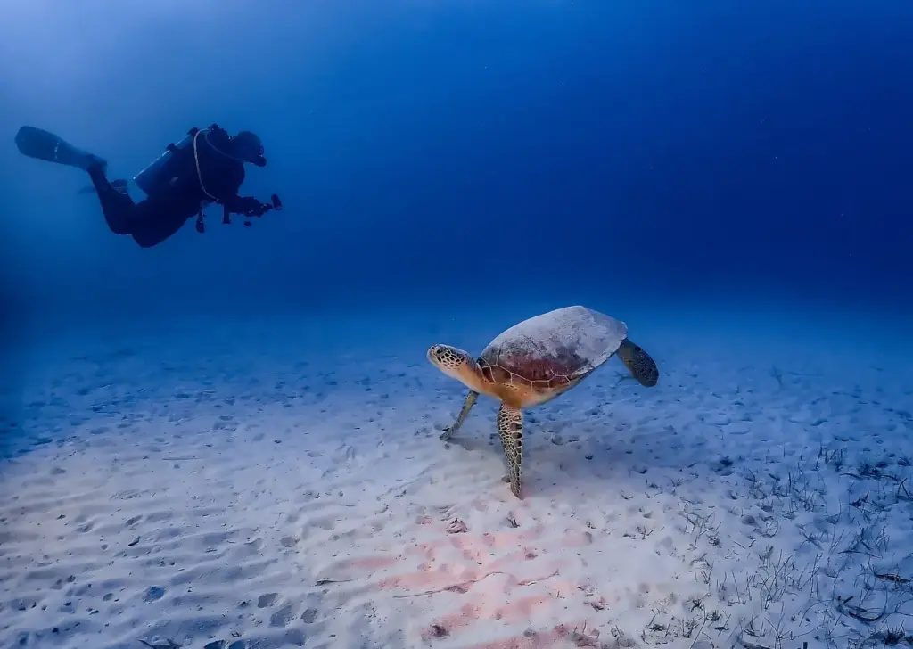Scuba diver with a camera watching a green sea turtle resting on the sand off Key Largo, Florida