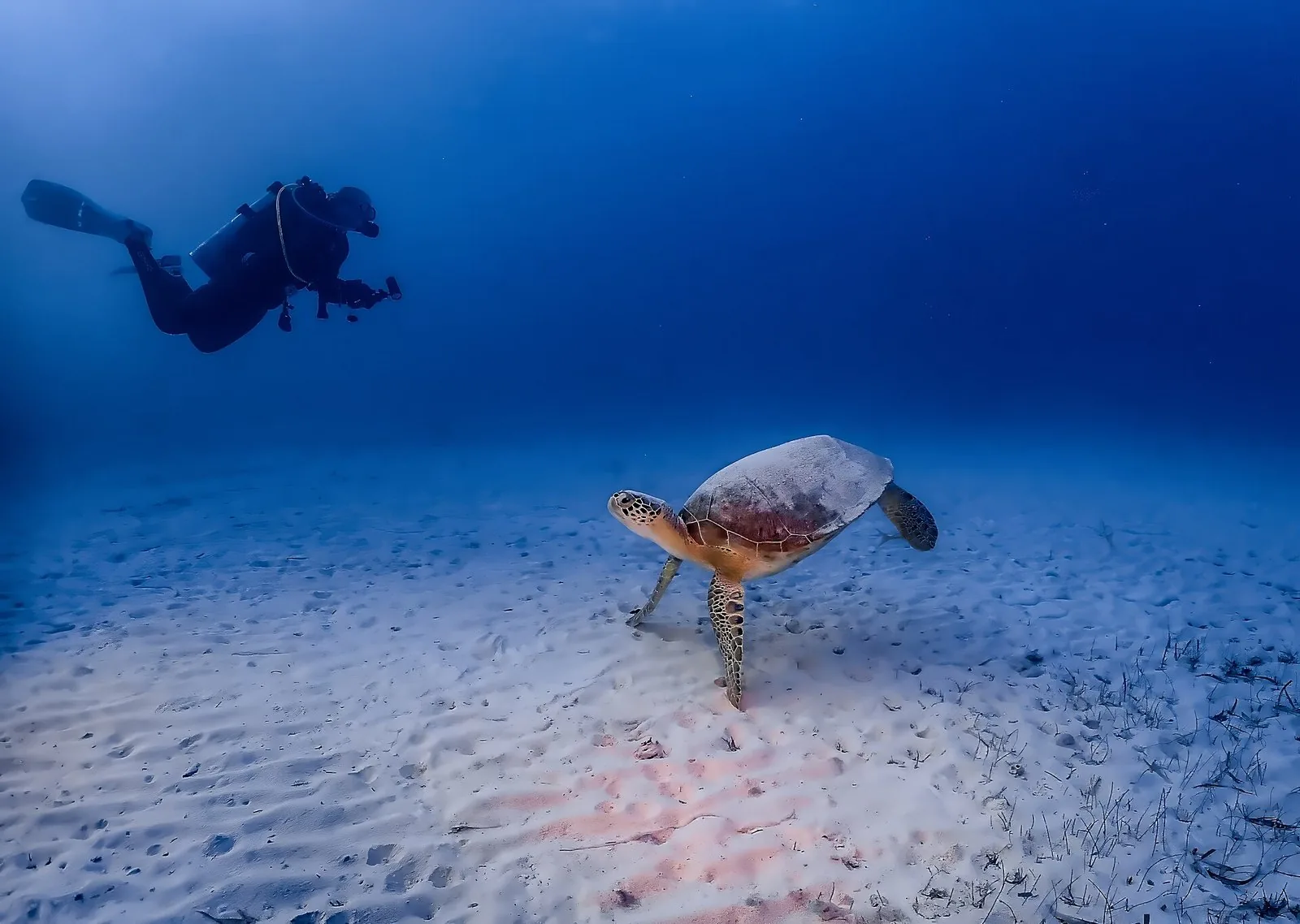 Scuba Certification: How to Get Certified at Home or on Vacation (Costs, Time, PADI vs SSI)