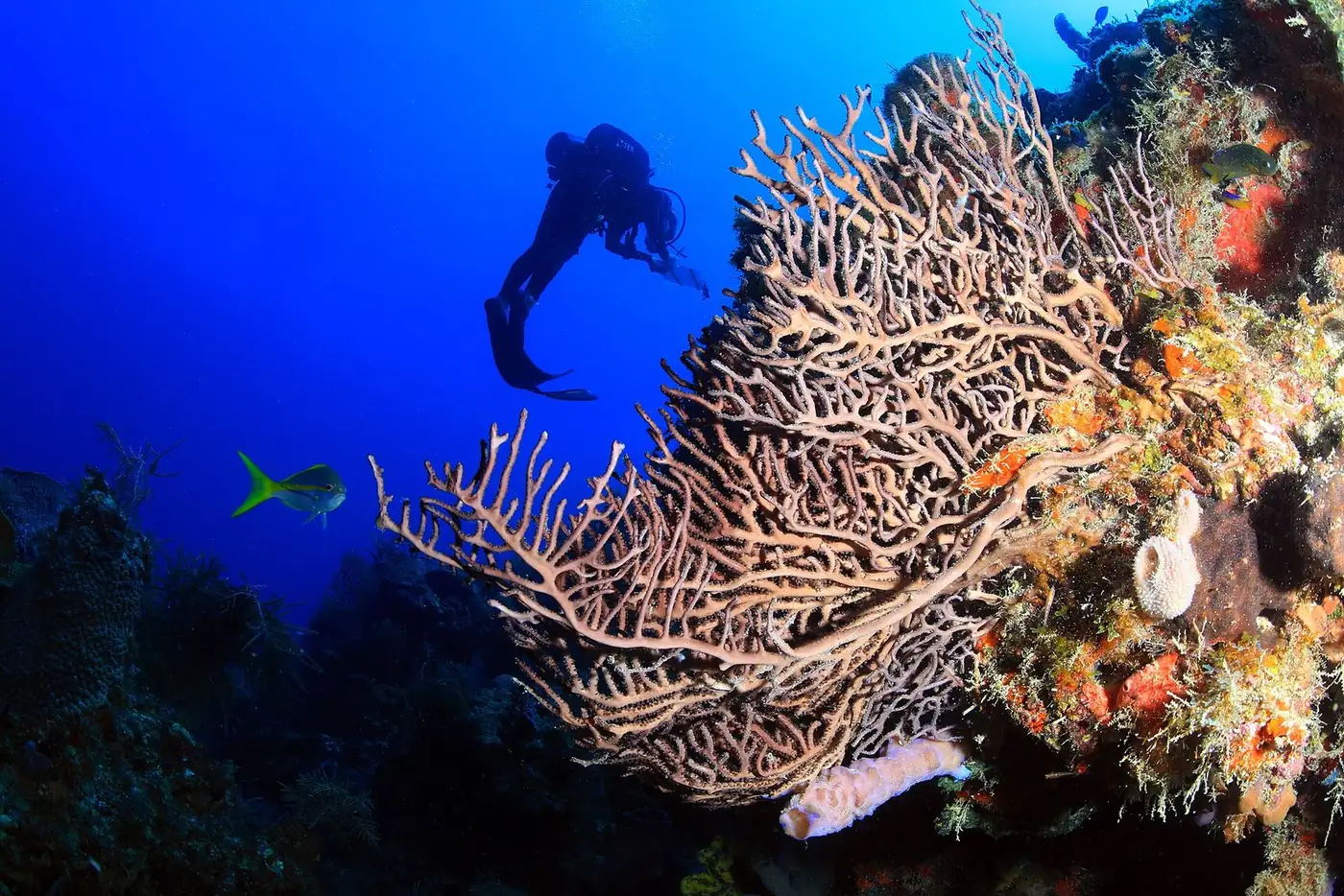 Scuba Diving Florida: The Coast-by-Coast Guide to Reefs, Wrecks, Sharks and Shore Dives