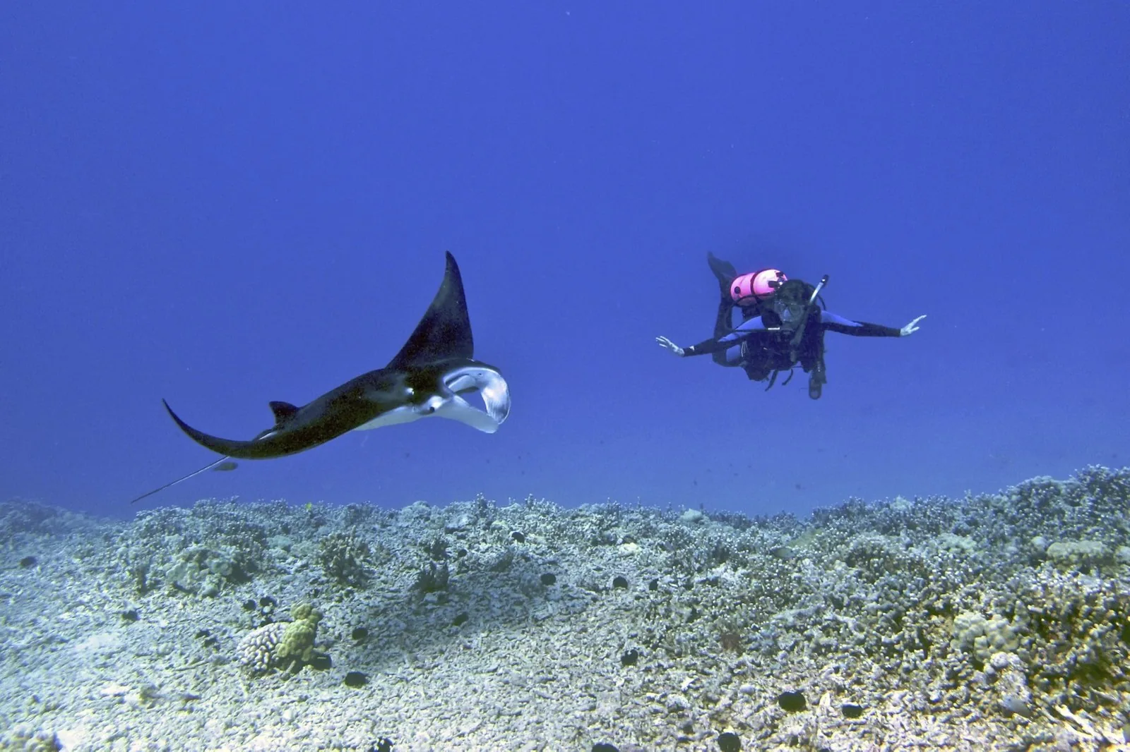 Scuba Diving Hawaii: The Island-by-Island Guide to Mantas, Lava Tubes, Wrecks and Walls