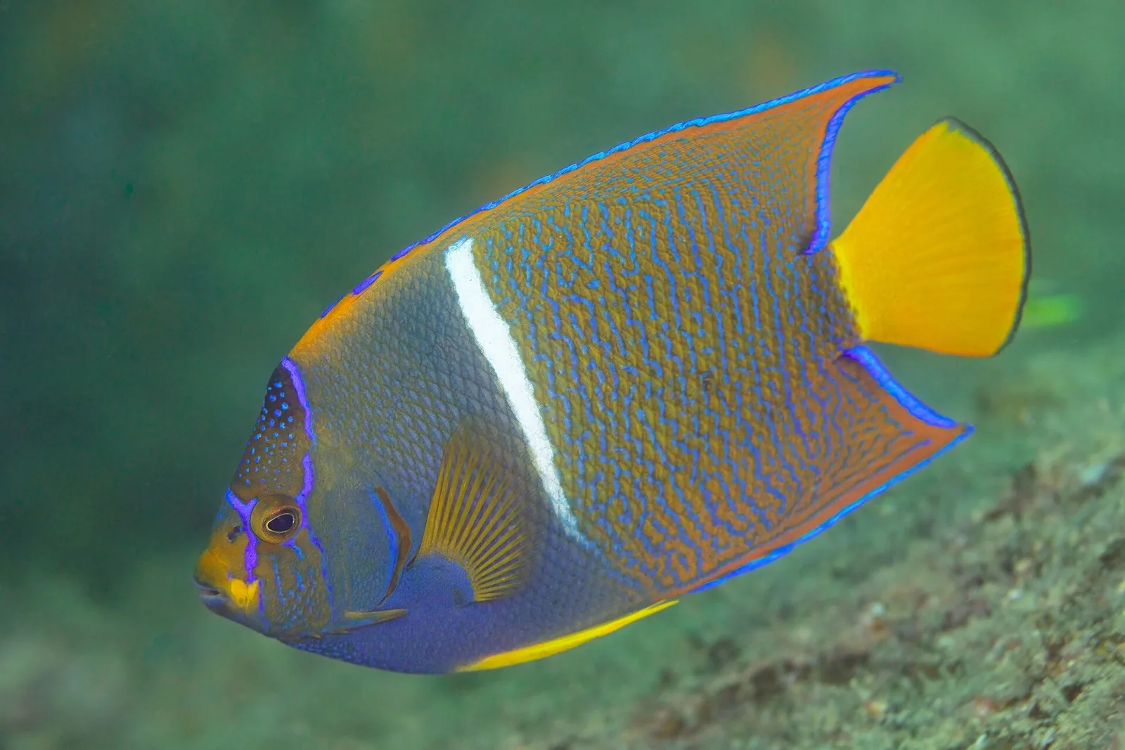 Scuba Diving in Mexico: The Caribbean, Baja and Pacific Coasts Compared